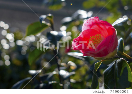 朝日を浴びるピンク色の椿の花 朝日を浴びるピンク色の椿の花 74906002