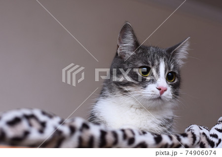 A beautiful cat lies on a leopard blanket. A beautiful cat lies on a leopard blanket. 74906074