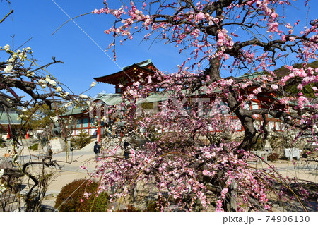 防府天満宮の梅 74906130