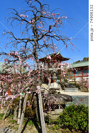 防府天満宮の梅 防府天満宮の梅 74906132
