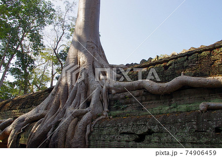 アンコール遺跡 タ・プローム 74906459