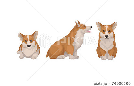 Welsh Corgi Dog with Short Legs in Different Poses Vector Set 74906500