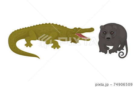 Crocodile and Possum as Australian Animals Vector Set Crocodile and Possum as Australian Animals Vector Set 74906509