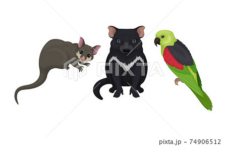 Tasmanian Devil and Sugar Glider as Australian Animals Vector Set Tasmanian Devil and Sugar Glider as Australian Animals Vector Set 74906512