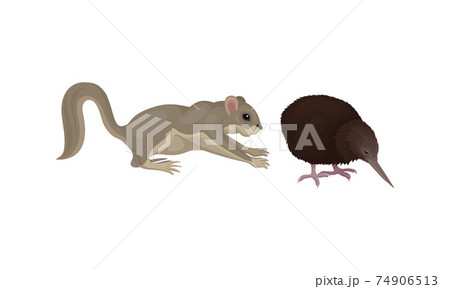 Mulgara and Feathered Bird with Long Bill as Australian Animals Vector Set Mulgara and Feathered Bird with Long Bill as Australian Animals Vector Set 74906513