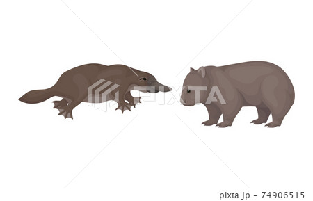Common Wombat and Duck Billed Platypus as Australian Animals Vector Set 74906515