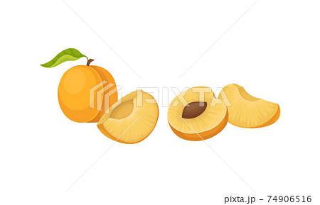 Orange Round Apricot Drupe Fruit Showing Firm Flesh and Kernel Vector Set 74906516