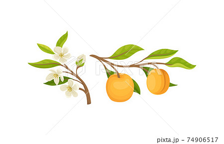 Blooming Apricot Tree Branch with Flower Buds and Ripe Drupe Fruit Vector Set 74906517