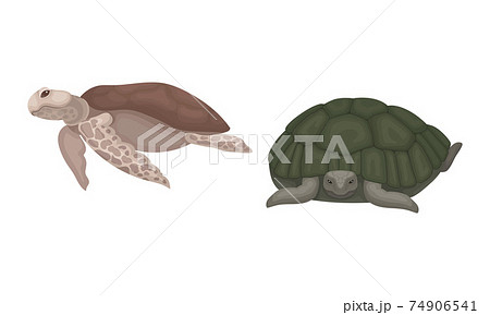 Turtles With Bony Shell As Land Dwelling And のイラスト素材