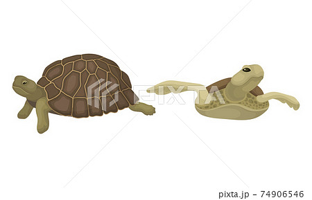Turtles with Bony Shell as Land-dwelling and Sea-dwelling Specie Vector Set Turtles with Bony Shell as Land-dwelling and Sea-dwelling Specie Vector Set 74906546