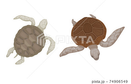 Turtles With Bony Shell As Fresh Water のイラスト素材