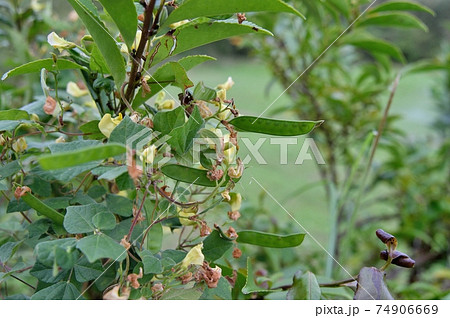 ノアズキの花 ノアズキの花 74906669