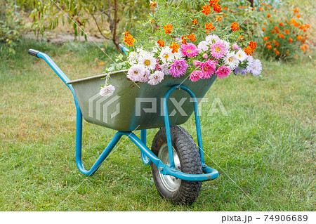 Summer garden with wheelbarrow, flowers and grass. 74906689