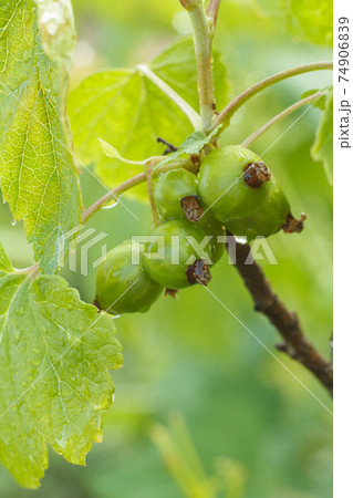 Unripe currants on bush in garden in summer day. Unripe currants on bush in garden in summer day. 74906839