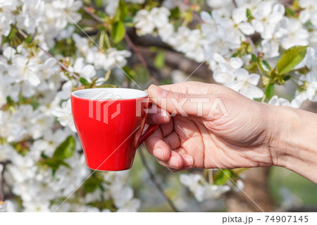 Female hand holding a cup of coffee with flowering cherry tree on the background. Female hand holding a cup of coffee with flowering cherry tree on the background. 74907145