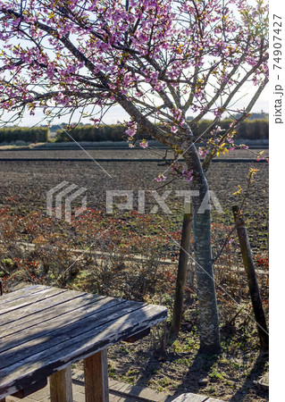 道の駅　桜の花と木のテーブル 74907427