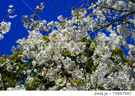 千鳥ヶ淵緑道の桜(江戸城の千鳥ケ淵に沿った緑道) 千鳥ヶ淵緑道の桜(江戸城の千鳥ケ淵に沿った緑道) 74907687