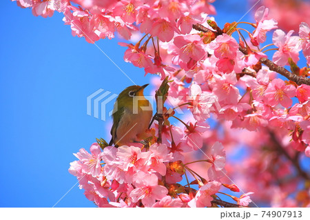 メジロと河津桜 メジロと河津桜 74907913