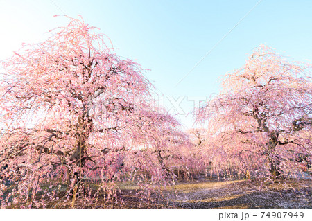 【鈴鹿の森庭園】夕暮れ時の枝垂れ梅 【鈴鹿の森庭園】夕暮れ時の枝垂れ梅 74907949