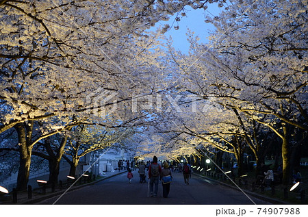 万博記念公園の夜桜のライトアップの写真素材