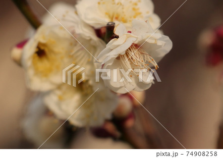 春を呼ぶ白い梅の花 春を呼ぶ白い梅の花 74908258