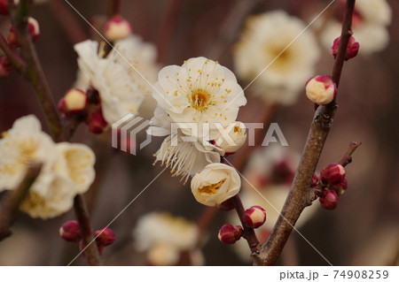 春を呼ぶ白い梅の花 74908259