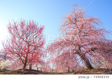 【鈴鹿の森庭園】満開の枝垂れ梅 74908350