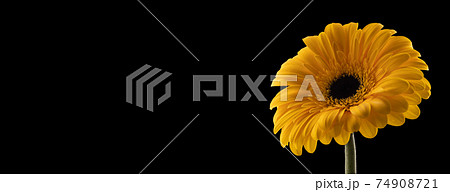 Gerbera flower of yellow color on black background, banner 74908721