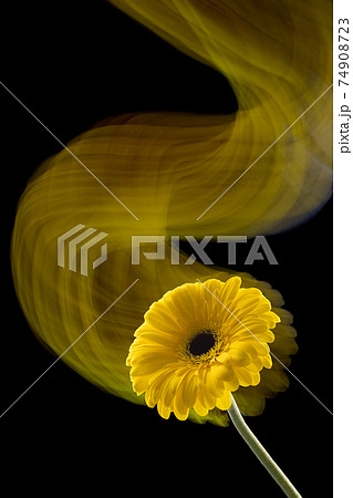 Gerbera flower of yellow color on black background 74908723