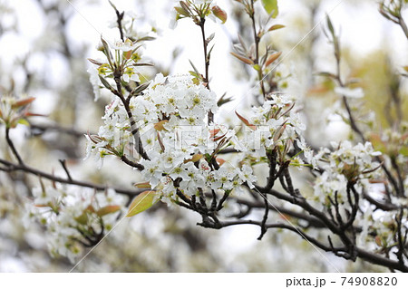 若葉と同時に真っ白な花を咲かすヤマザクラの写真素材