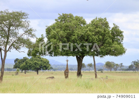 一匹でいる野生のキリン 一匹でいる野生のキリン 74909011