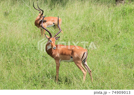 サバンナでのインパラの一日 74909013