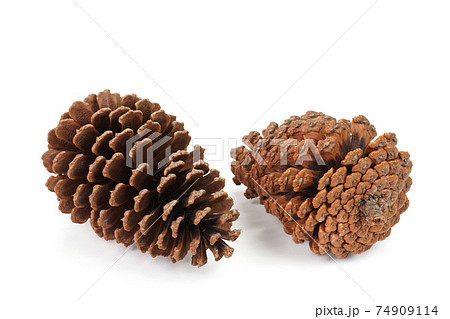 大きな大王松の松ぼっくり 74909114
