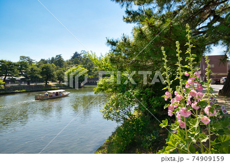 ぐるっと松江堀川めぐり 立葵の咲く風景 ぐるっと松江堀川めぐり 立葵の咲く風景 74909159