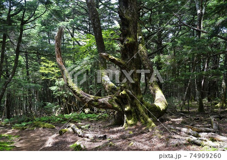 櫛形山頂の巨木 74909260