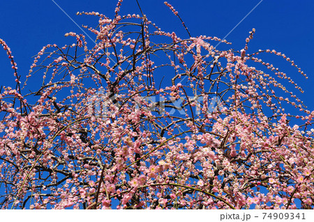 梅の花 梅の花 74909341