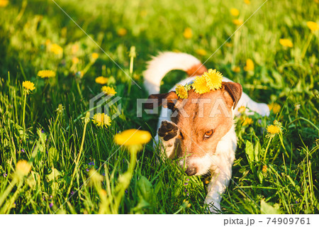 Allergy season concept with dog wiping out his eye from flower pollen Allergy season concept with dog wiping out his eye from flower pollen 74909761