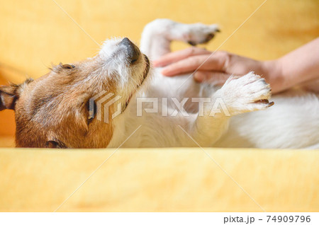 Care for pet concept with woman strokes and massages domestic dogs belly on couch Care for pet concept with woman strokes and massages domestic dogs belly on couch 74909796