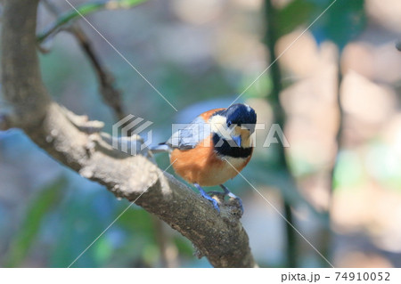 ヤマガラ ヤマガラ 74910052