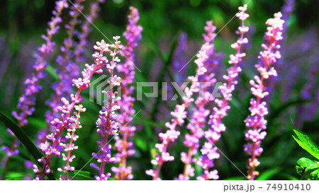 ヤブランの花のある風景 74910410