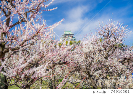 大阪城　梅林公園 74910501