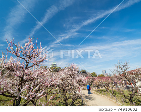 大阪城 梅林公園 大阪城 梅林公園 74910602