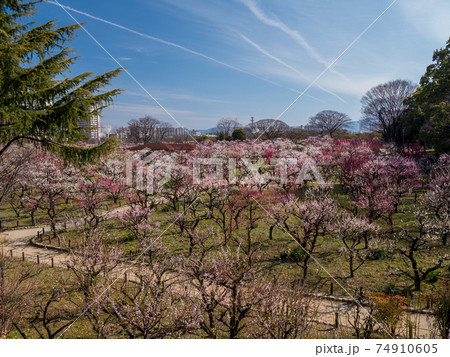 大阪城　梅林公園 74910605