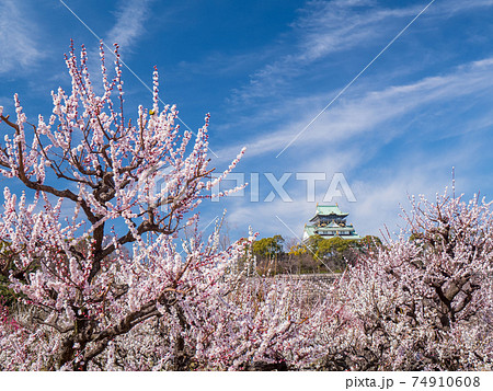 大阪城　梅林公園 74910608
