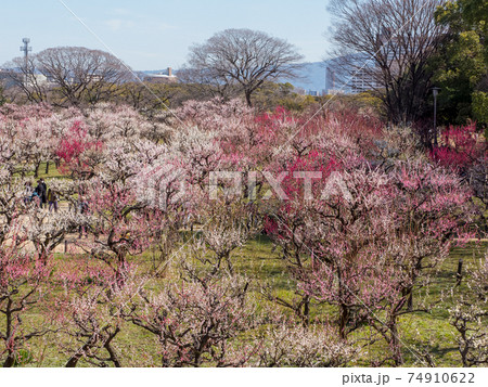 大阪城 梅林公園 大阪城 梅林公園 74910622