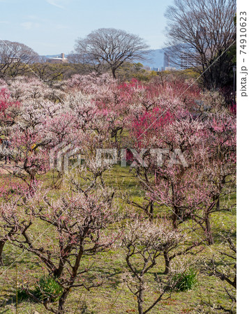 大阪城 梅林公園 大阪城 梅林公園 74910623