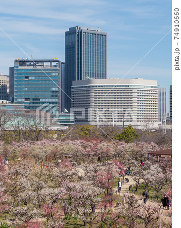 大阪城　梅林公園 74910660