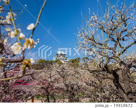 大阪城 梅林公園 大阪城 梅林公園 74910672