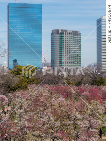 大阪城　梅林公園 74910674