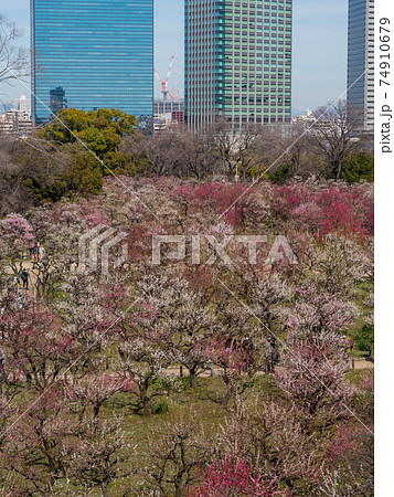 大阪城　梅林公園 74910679